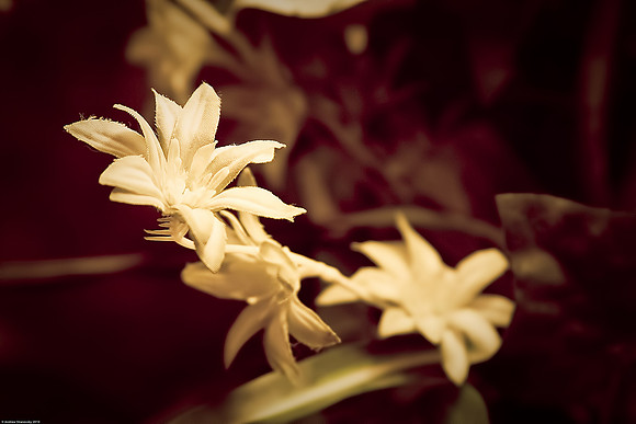 September 24, 2010, Plastic flowers