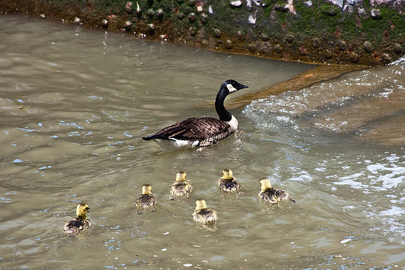 May 30, 2010, Baby geese