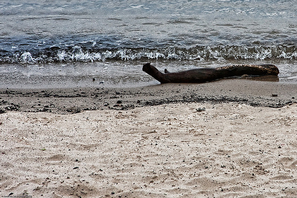 June 6, 2010, Hoboken Beaches