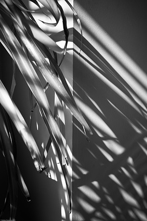 June 16, 2010, Shadows