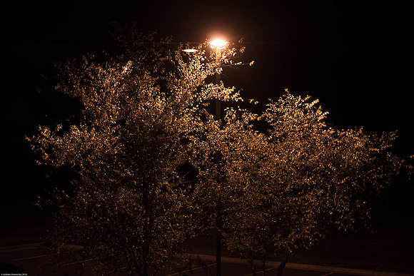 October 12, 2010, Parking lot tree (I was desperate)