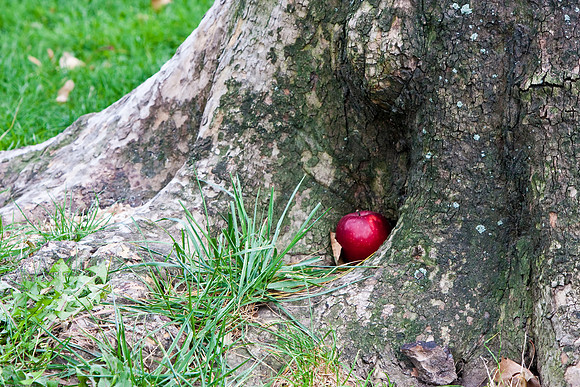 October 31, 2010, Apple in a tree