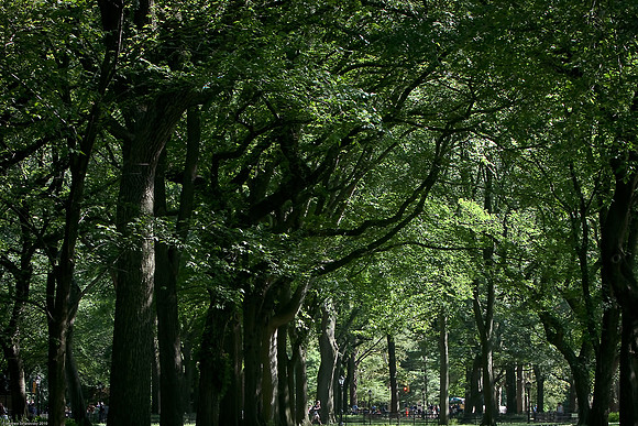 July 3, 2010, Central Park