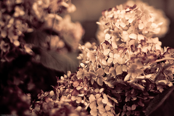 July 7, 2010, Easy DOF flower shot and edit