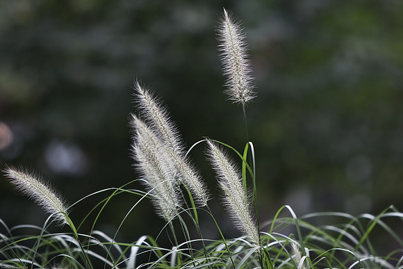 July 31, 2010, Fuzzies