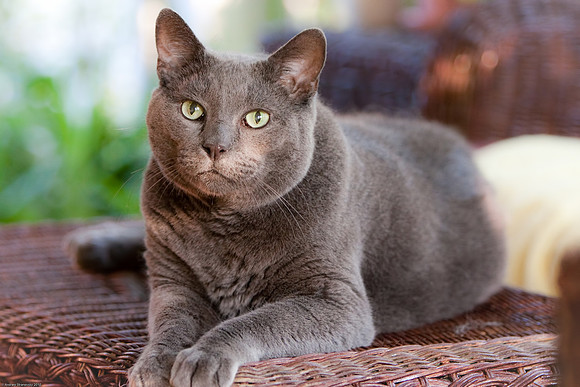 August 5, 2010, Willy the cat