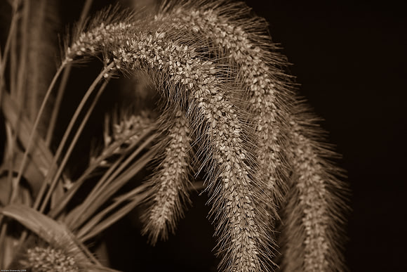 November 25, 2009, Old Plants