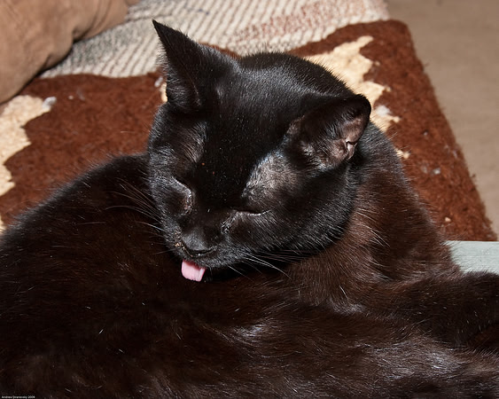 November 26, 2009, Stubs the cat
