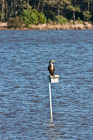 November 28, 2009, Cormorant, Assateague State Park