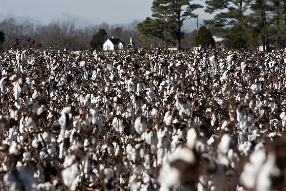 December 27, 2009, A wet cotton field