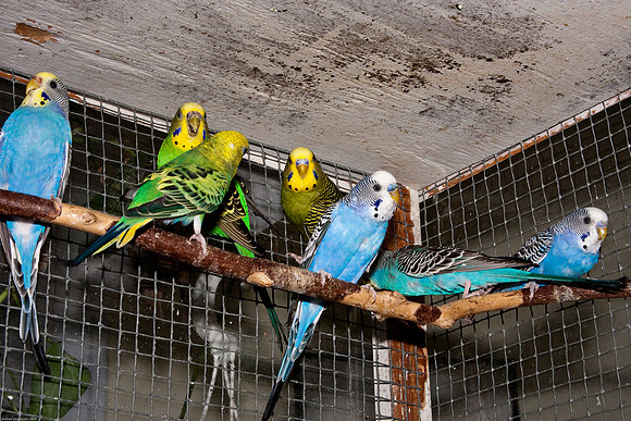 December 30, 2009, Babysitting parakeets