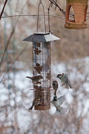 January 1, 2010 Bird feeder