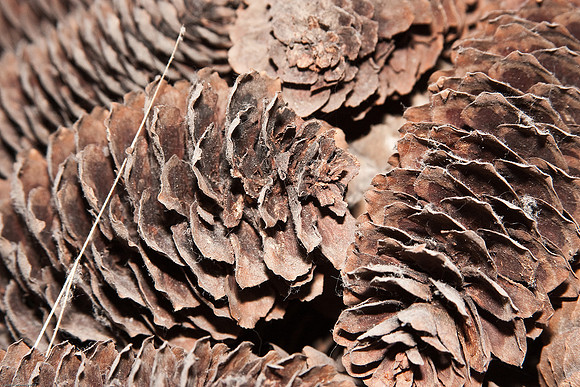 January 6, 2010, Pinecones