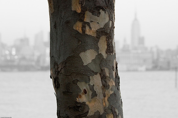 January 14, 2010, Hoboken birch tree