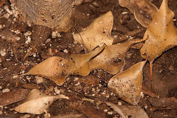 January 29, 2010, Dead Leaves