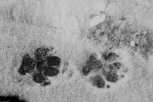February 17, 2010, Paw prints