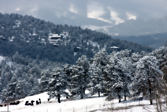 February 22, 2010, Buffalo Herd