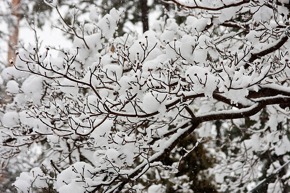 February 25, 2010, Snowstorm