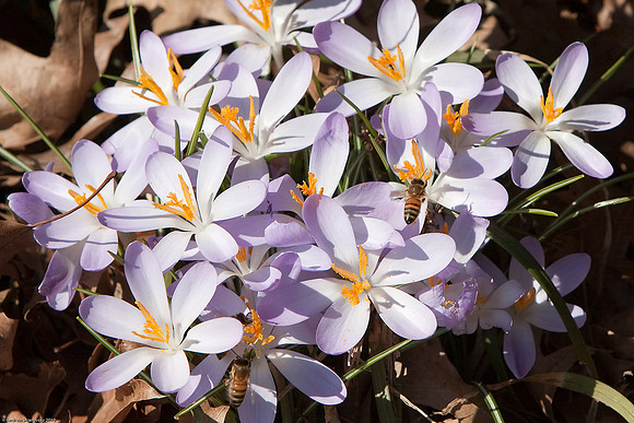 March 7, 2010, Bees in the Brooklyn Botanical Gardens