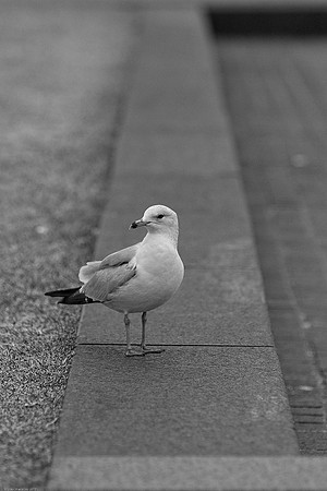 March 10, 2010, Seagull