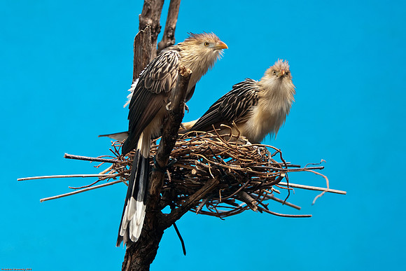 March 20, 2010, Birds from the Bronx Zoo