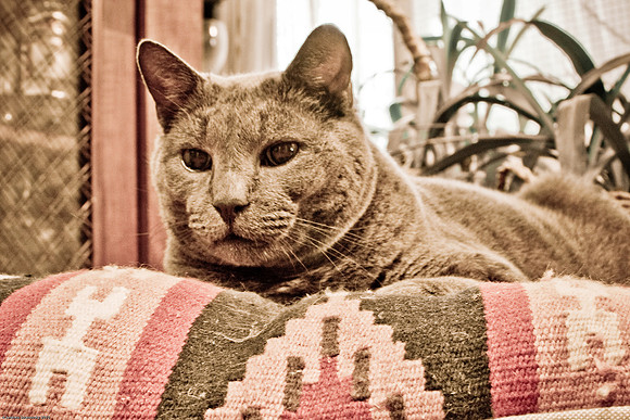 March 29, 2010, Willy the cat