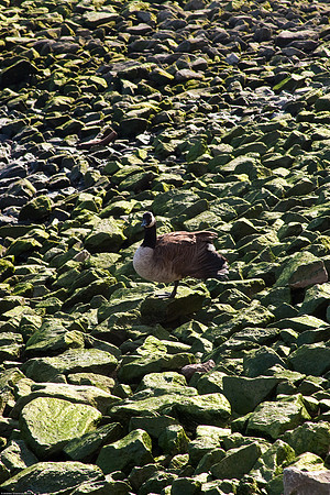 April 1, 2010, Goose on green rocks