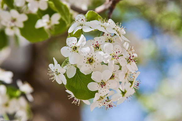 April 5, 2010, Blooming Tree