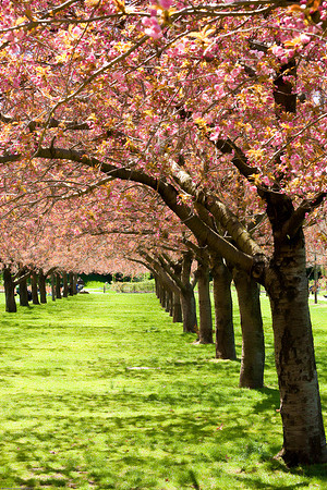 April 10, 2010, Japanese Cherry Blossoms