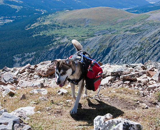 August 29, 2010, Hiking dog