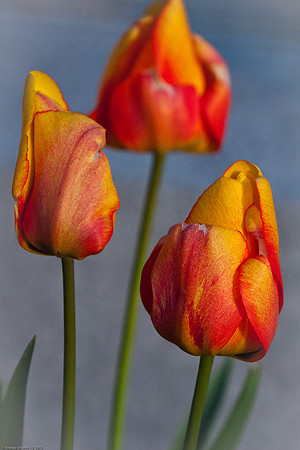 April 20, 2010, Flowers