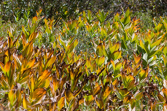 August 31, 2010, Plants