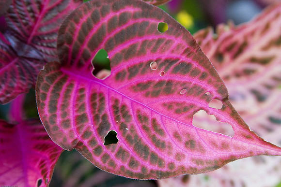September 6, 2010, More plants