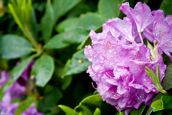 May 12, 2010, Back yard