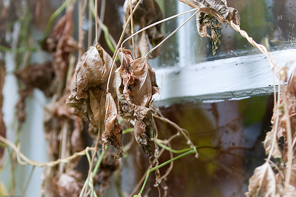 September 16, 2010, Dead leaves