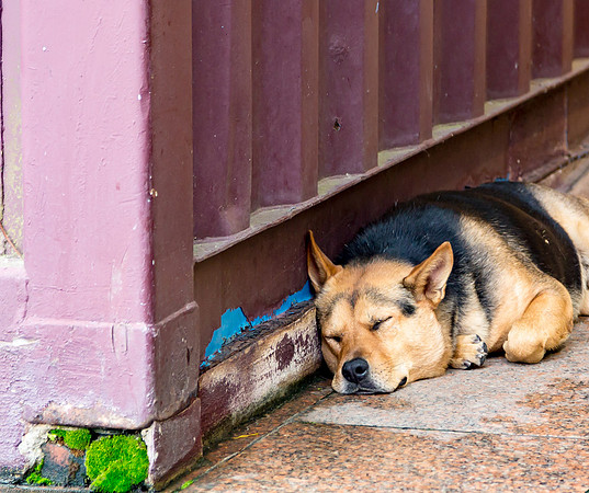 Sleepy Dog