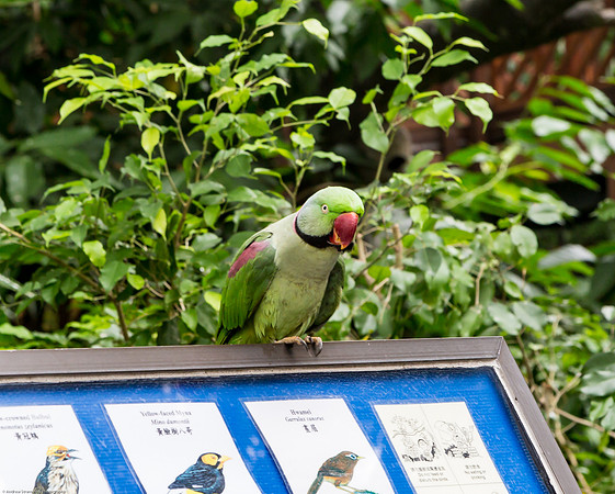 Edward Youde Aviary, Hong Kong Park