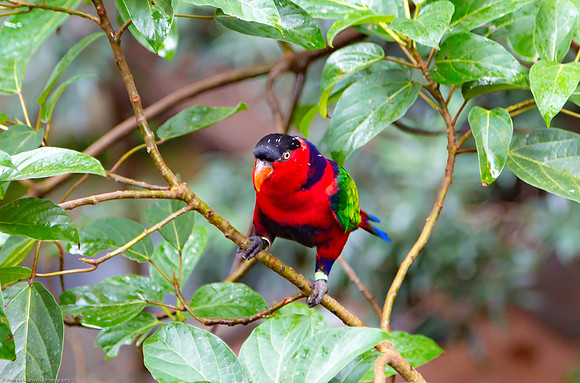 Edward Youde Aviary, Hong Kong Park