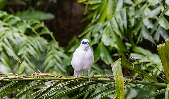 Edward Youde Aviary, Hong Kong Park