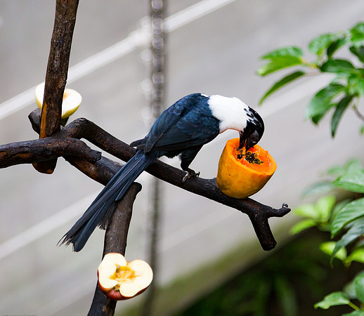 Edward Youde Aviary, Hong Kong Park