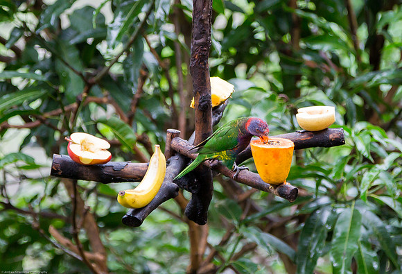 Edward Youde Aviary, Hong Kong Park
