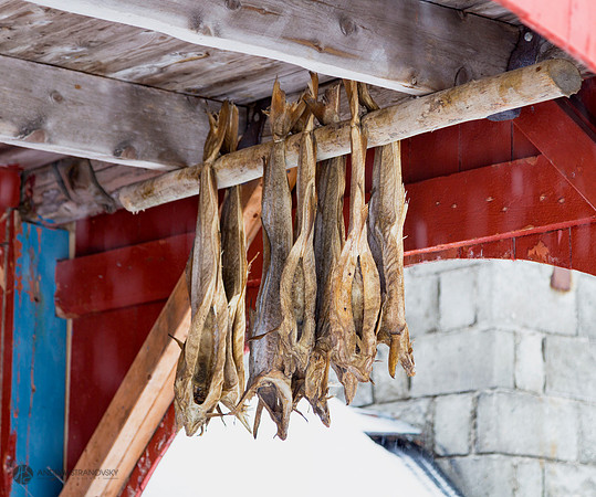 Cod Drying in Lofoten, Norway
