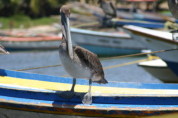Margarita Island, Venezuela