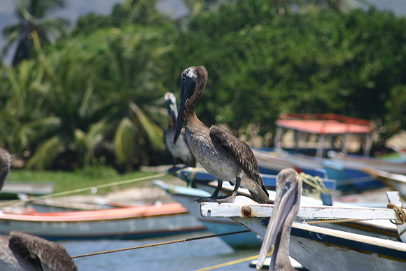 Margarita Island, Venezuela
