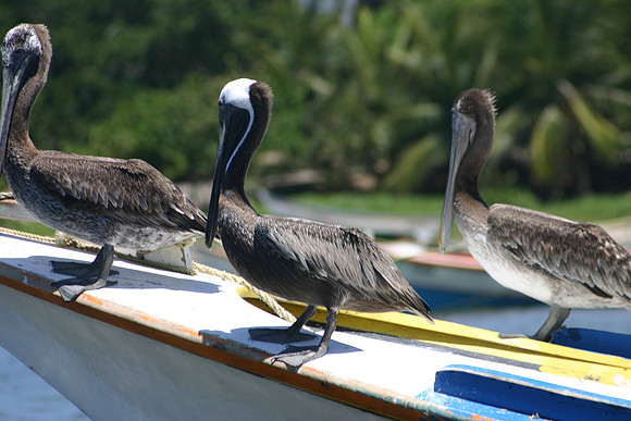 Margarita Island, Venezuela