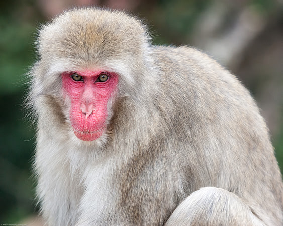 Iwatayama Monkey Park, Arashiyama, Kyoto, Japan