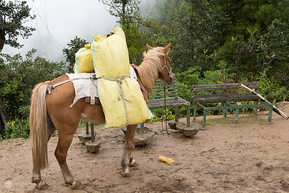 Photo backpack assistant